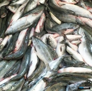 В Поморье определили правила лососевой путины