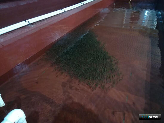 Реки Хабаровского края активно зарыбляют кетой Реки Хабаровского края активно зарыбляют кетой