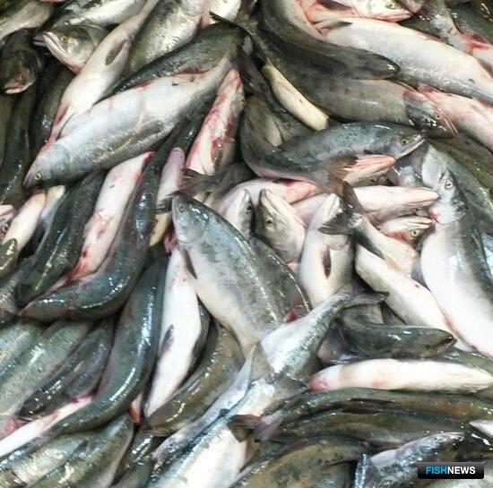 В Поморье определили правила лососевой путины В Поморье определили правила лососевой путины