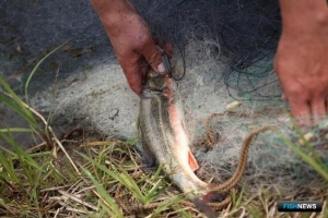 Рыбинспекторы Приморского края ударно ловят браконьеров