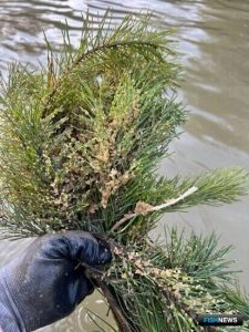 Рыбы Новосибири и Алтая оценили искусственные нерестилища