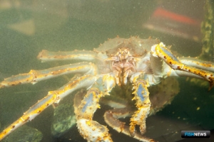 Крабу Северного бассейна хотят облегчить путь на китайский рынок