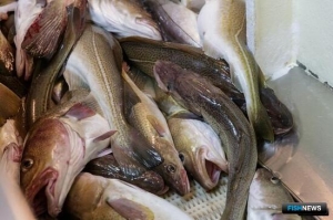 Высвободившиеся объемы трески и пикши предложили инвесторам