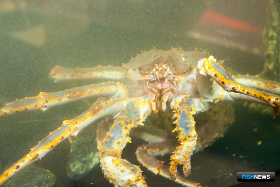 Крабу Северного бассейна хотят облегчить путь на китайский рынок Крабу Северного бассейна хотят облегчить путь на китайский рынок