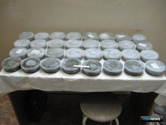 Перевозчик нелегальной икры не ушел от погони