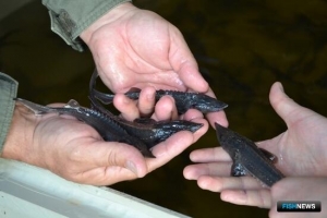 Амурский опыт пригодится исследованиям осетровых на Лене