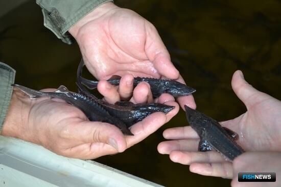 Амурский опыт пригодится исследованиям осетровых на Лене
