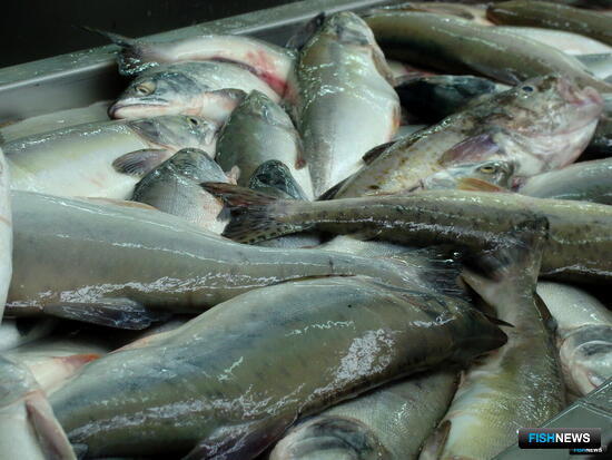 Хабаровский край готовится к путине в северных районах