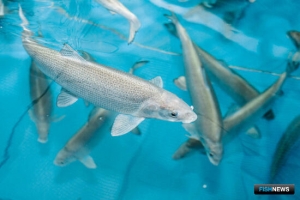 Ямал совершенствует технологии воспроизводства сиговых