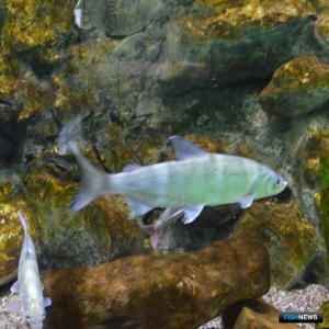 Открытие сезона любительского лова омуля пройдет с размахом