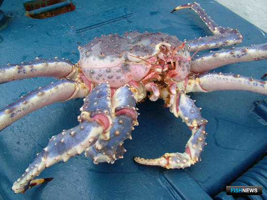 По некоторым крабам инвестобъекты пока определять не стали