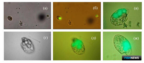 Наука исследует потребление микропластика морскими одноклеточными