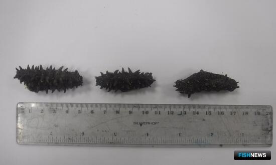 «Трепанговый презент» тормознули на границе «Трепанговый презент» тормознули на границе