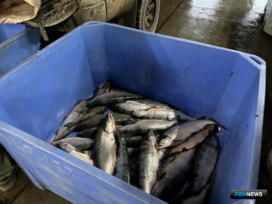 На Камчатке расследуют дело о вылове нерки сверх лицензии