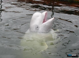 Морским млекопитающим усилили защиту