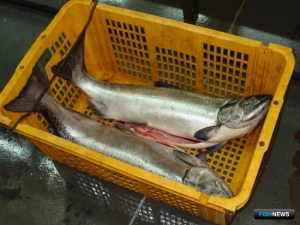 Чукотка дала старт промыслу красной рыбы