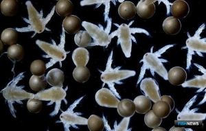 Сохранению артемии уделят особое внимание в Зауралье