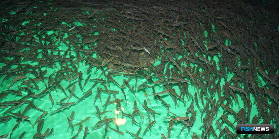 Реки Камчатки встречают новых жильцов Реки Камчатки встречают новых жильцов