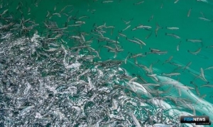 Совет Федерации считает важным помочь муксуну, нельме и чиру федеральным проектом