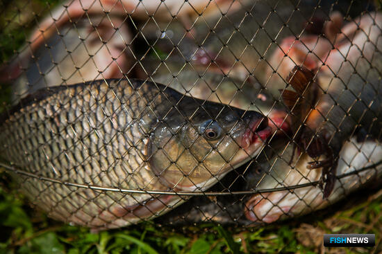 Алтай оценит &laquo;рыбные&raquo; перспективы своих озер