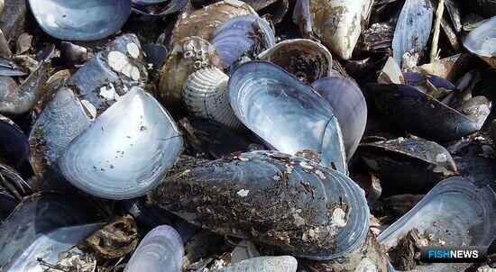 В Крыму нашли нелегальную акваферму В Крыму нашли нелегальную акваферму