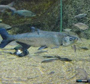 Квотам на Ханке пока не подобрали пользователей