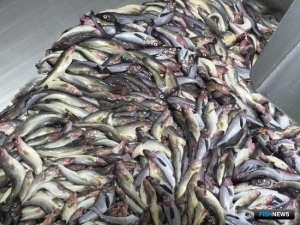 Налоговая готовится обновить приказ для рыбаков