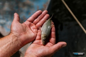 Сельские рыбоводы смогут получить доплату к пенсии без заявлений