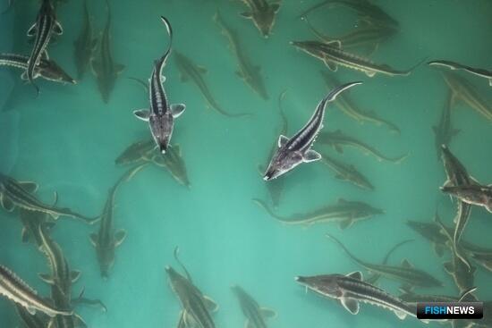 &laquo;Освежить&raquo; маточные стада осетровых помогает криобанк