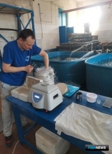 &laquo;Освежить&raquo; маточные стада осетровых помогает криобанк