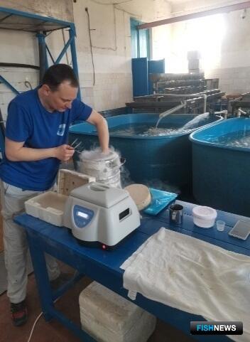 &laquo;Освежить&raquo; маточные стада осетровых помогает криобанк