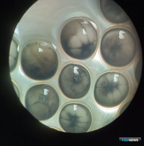 &laquo;Освежить&raquo; маточные стада осетровых помогает криобанк