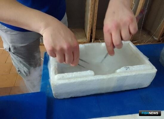 &laquo;Освежить&raquo; маточные стада осетровых помогает криобанк