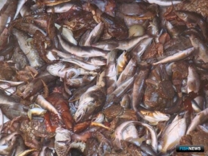 Власти Камчатки считают неэффективным дополнительное изъятие квот