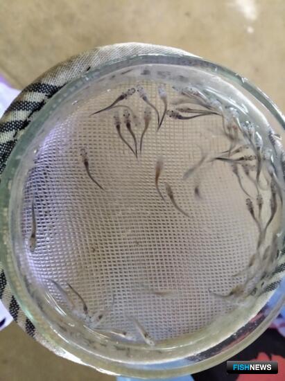 &laquo;Освежить&raquo; маточные стада осетровых помогает криобанк