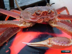 Экспортерам рыбы и морепродуктов добавили функционала на &laquo;Госуслугах&raquo;