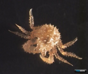 &laquo;Антей&raquo; помог провести новую &laquo;крабовую посевную&raquo;