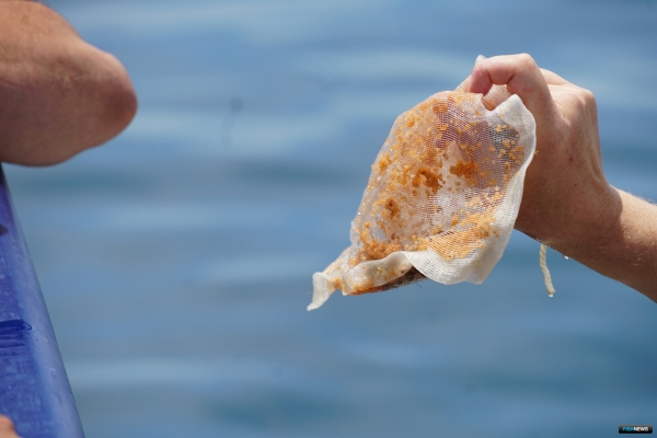 &laquo;Антей&raquo; помог провести новую &laquo;крабовую посевную&raquo;