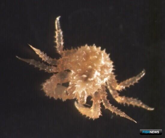 &laquo;Антей&raquo; помог провести новую &laquo;крабовую посевную&raquo;