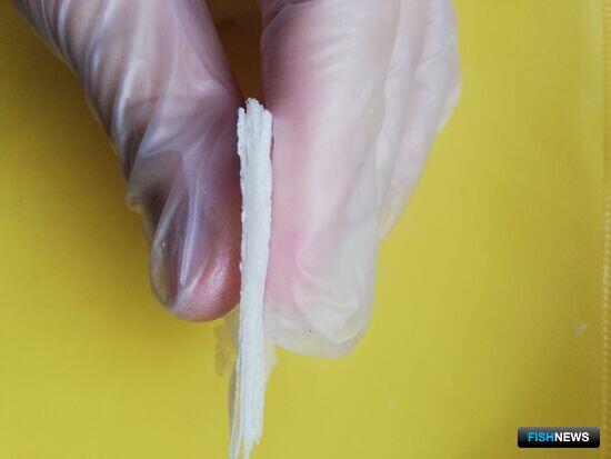 В АГТУ предложили рыбную альтернативу полиэтилену