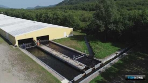 &laquo;Озерки&raquo; успешно закрыли сезон лососевых зарыблений