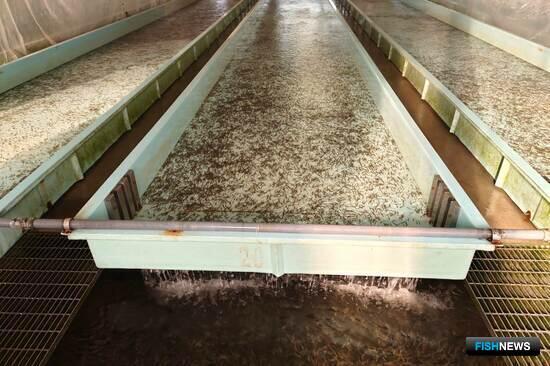 &laquo;Озерки&raquo; успешно закрыли сезон лососевых зарыблений