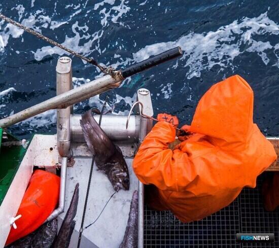 Новые горизонты российского промысла: &laquo;Восток-1&raquo; развивает добычу глубоководных рыб и крабов