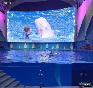 Диким дельфинам и китам закроют вход в шоу-бизнес