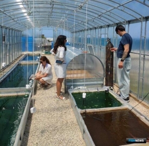 Наука опробует технологии выращивания микроводорослей