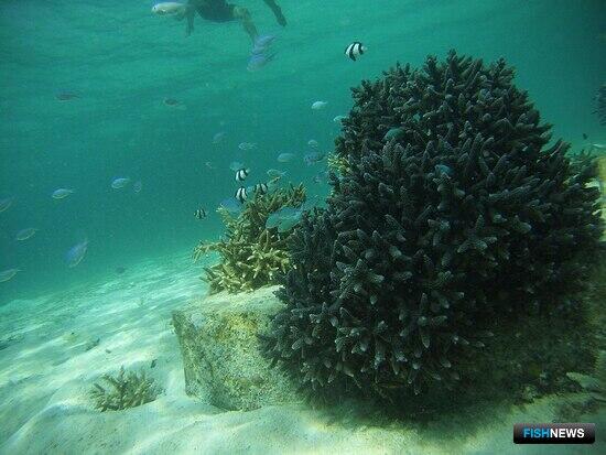 «Зеленых» Индонезии беспокоит добыча морского песка «Зеленых» Индонезии беспокоит добыча морского песка