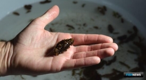 Сахалин и Курилы пробуют марикультуру