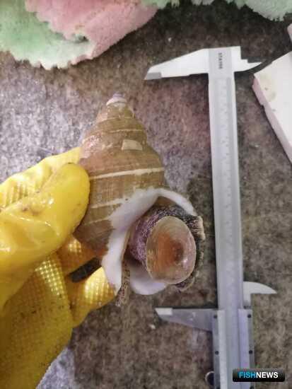 Ученые исследуют взросление трубачей Ученые исследуют взросление трубачей