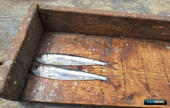 Запасы сельди-черноспинки продолжают падать
