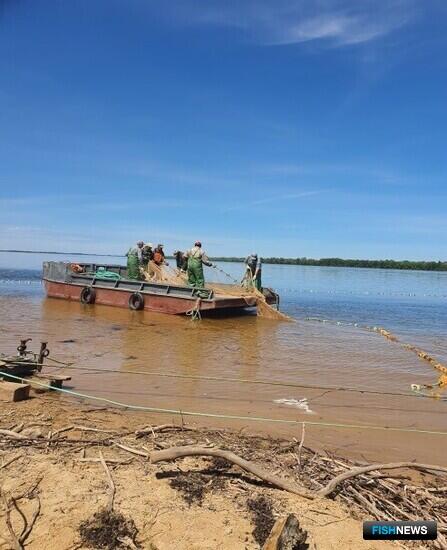 Запасы сельди-черноспинки продолжают падать
